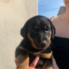 beauceron puppies for sale