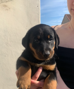 beauceron puppies for sale
