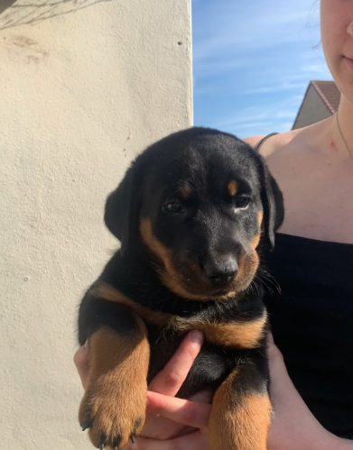 beauceron puppies for sale beauceron puppies for sale