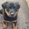 beauceron puppy for sale