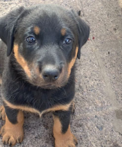 beauceron puppy for sale​