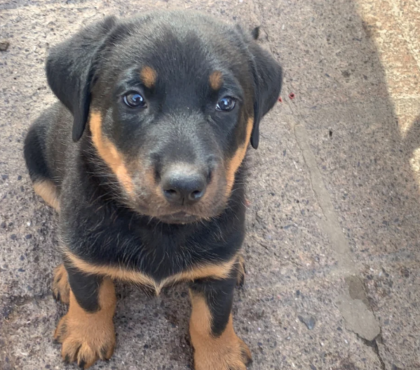 beauceron puppy for sale beauceron puppy for sale