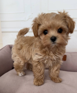 10 Weeks Maltese Puppy (Milky)