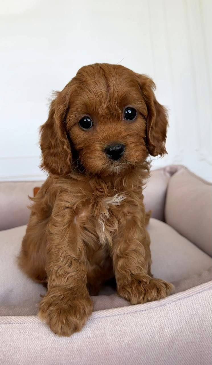 image_2026-03-29_145123647