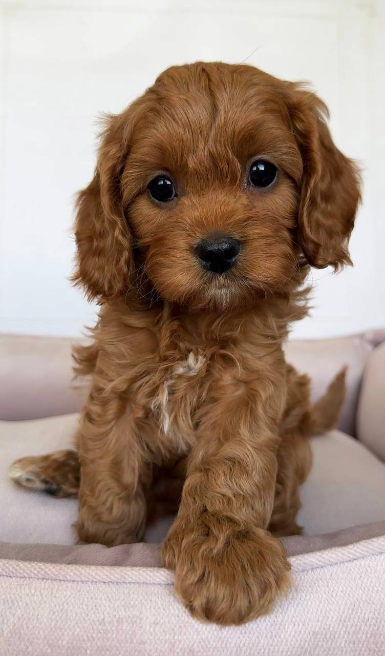 image_2026-03-29_145143555