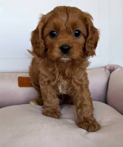 09 Weeks Maltipoo Puppy (Moly)