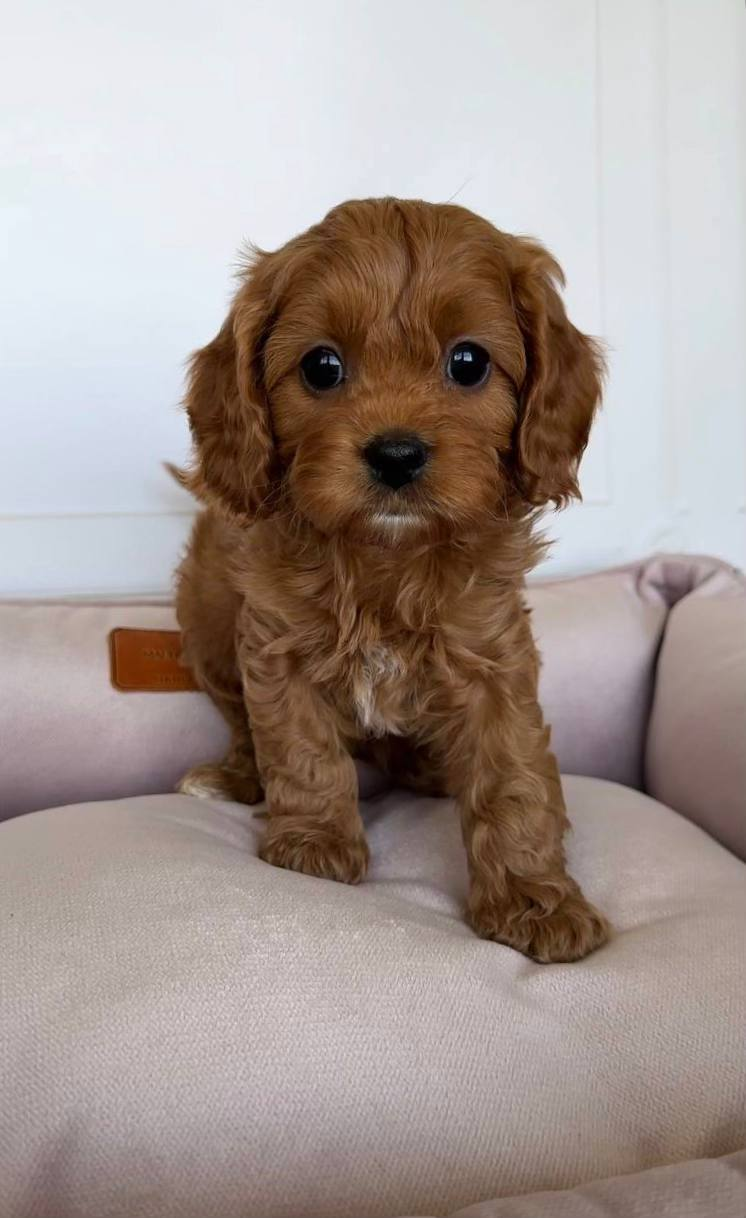 image_2026-03-29_145154508