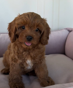 09 Weeks Female Maltipoo Puppy (Rosily)