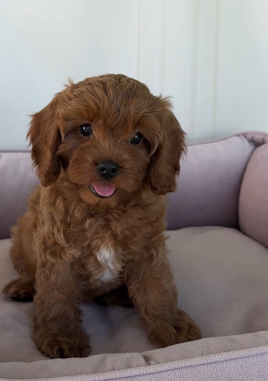 image_2026-03-29_145957237