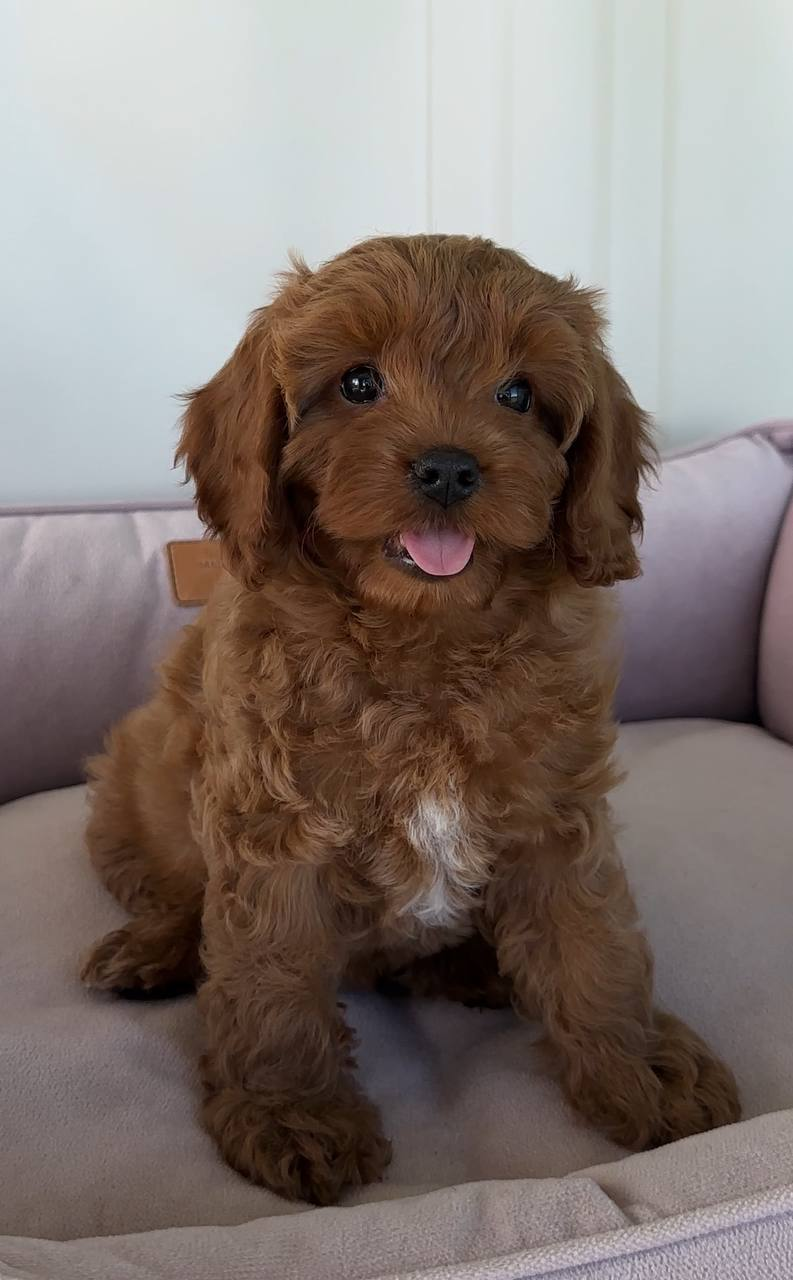 image_2026-03-29_150005762