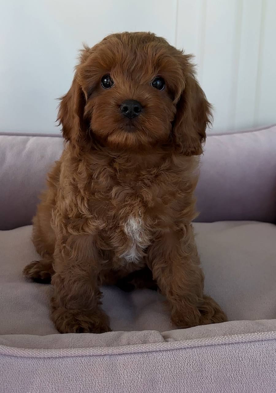 image_2026-03-29_150013947