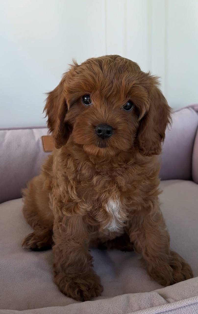 image_2026-03-29_150023136