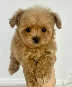 8 Weeks Male Maltipoo Puppy (Boxer)