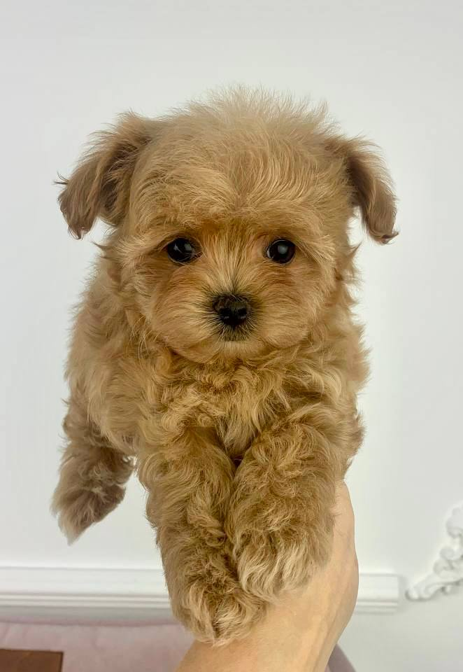 image_2026-03-29_150538417