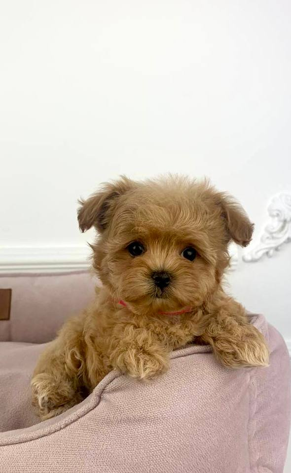 image_2026-03-29_150545478