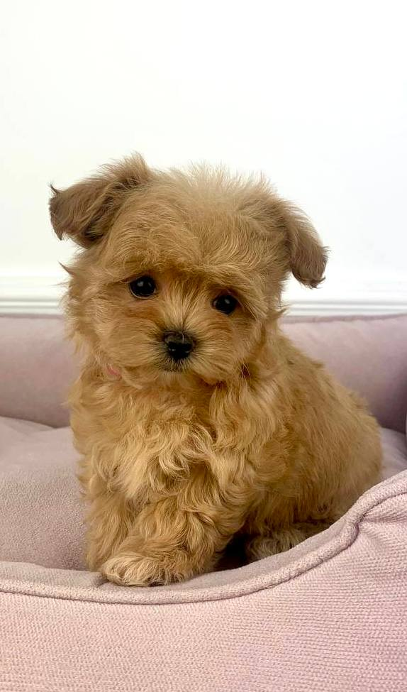 image_2026-03-29_150552886