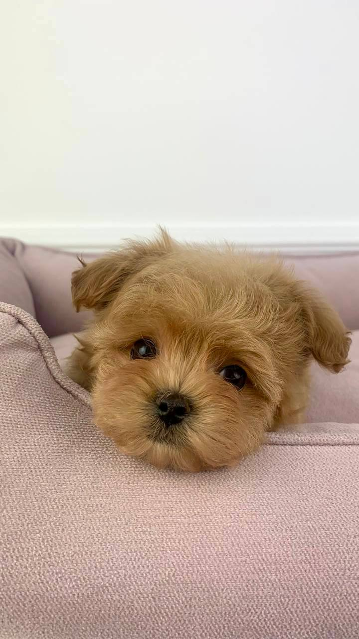 image_2026-03-29_150603053