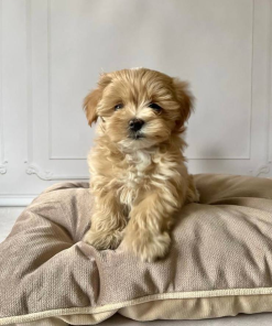 9 weeks Male Maltipoo Puppy (Luna)