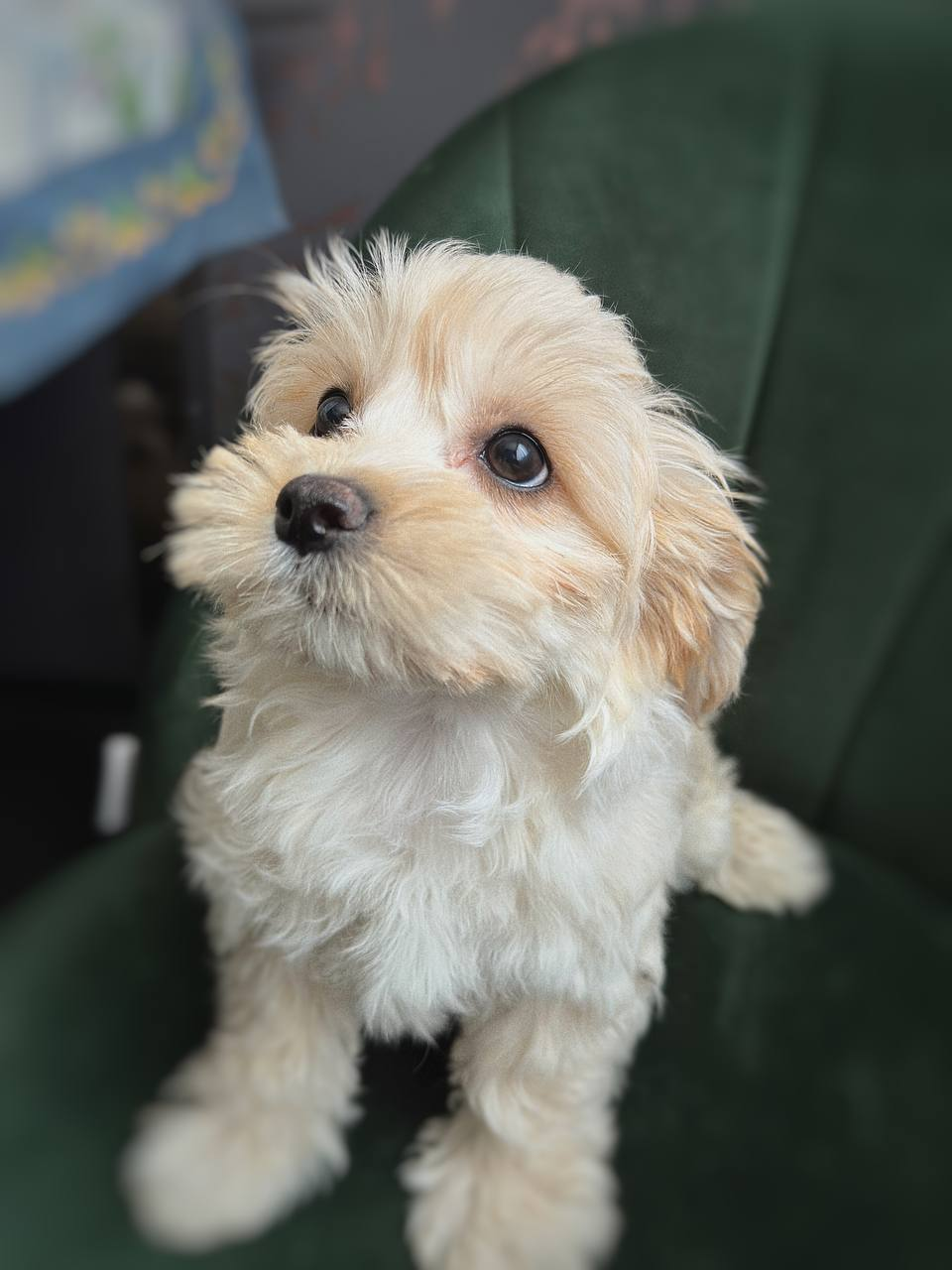 image_2026-03-29_151910894