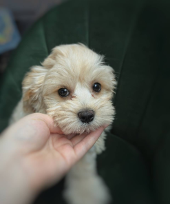 10 Weeks Maltipoo Puppy (Bella)