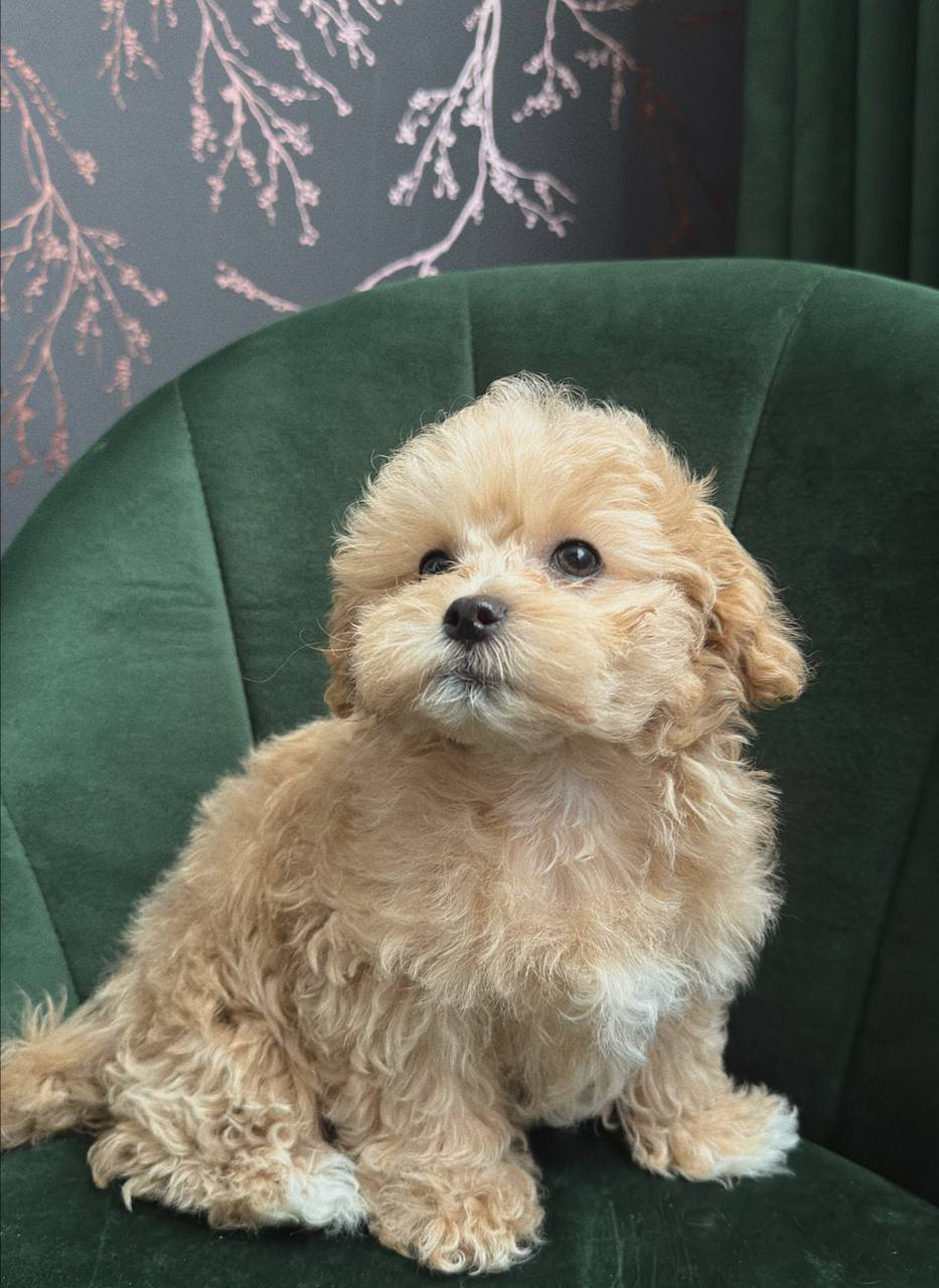 image_2026-03-29_151928360