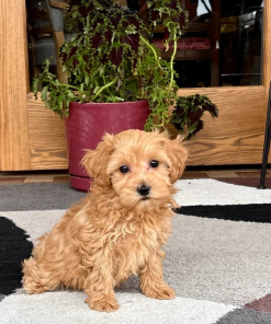 10 Weeks Maltipoo Puppy (Stella)