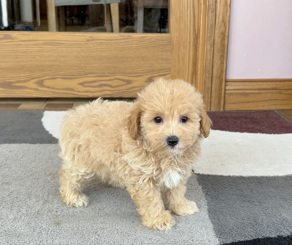 image_2026-03-29_152651444