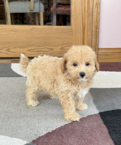 9 Weeks Maltipoo Puppy (Penny)