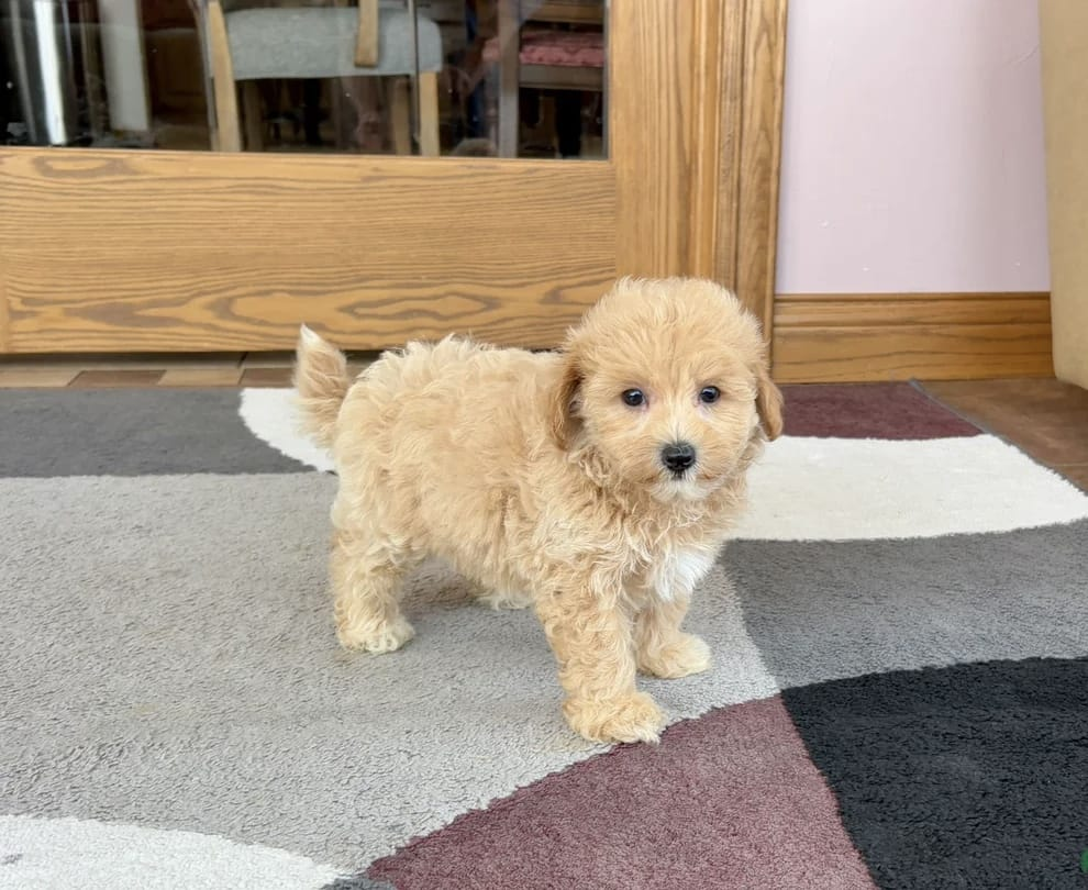 image_2026-03-29_152708706