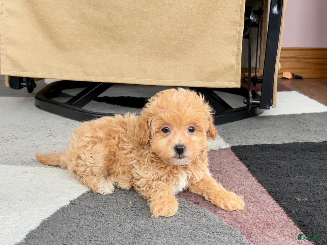 image_2026-03-29_153152623