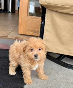 9 Weeks Maltipoo Puppy (Bailey)