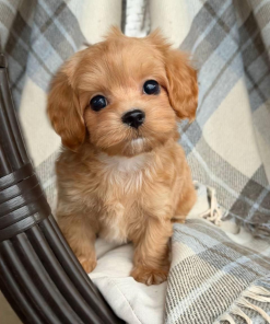 8 Weeks Maltipoo Puppy (Maya)