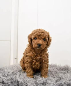 8 Weeks Maltipoo Puppy (Daisy)