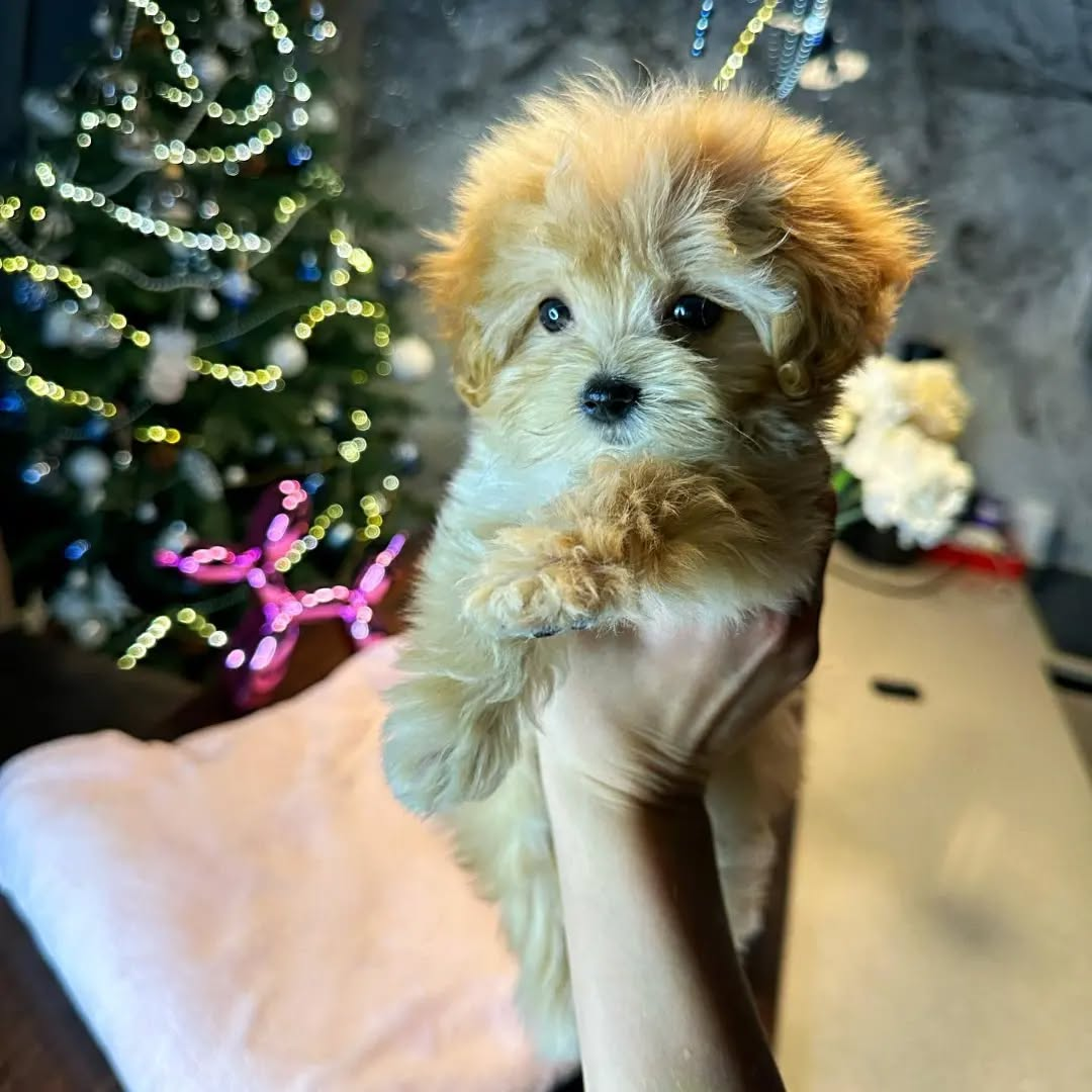 image_2026-03-29_155504365