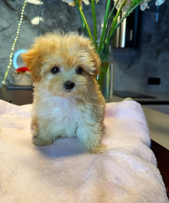 8 Weeks Maltipoo Puppy (Zoey)
