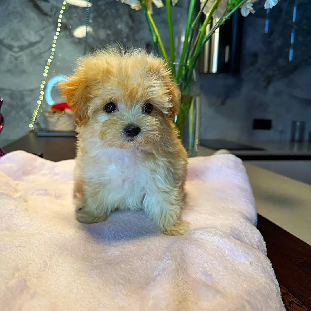 image_2026-03-29_155517149