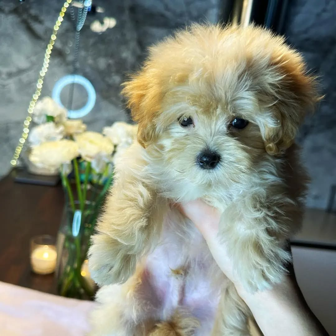 image_2026-03-29_155535814