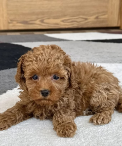 10 Weeks Maltipoo Puppy (Rocky)