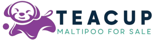 Teacup Maltipoo For Sale